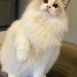BabyBlueEyes Ragdolls Cattery - What the cat I bought was supposed to look like