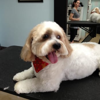 The Paw Spa - Pet Groomers Near Me - Newport Beach, California The Paw Spa - Pet Groomers Near Me - Newport Beach, California