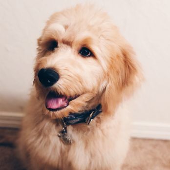 Grateful Dog Daycare - Pet Sitting Near Me - Sacramento, California Grateful Dog Daycare - Pet Sitting Near Me - Sacramento, California