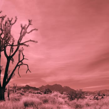 Mojave National Preserve - Parks Near Me - Kelso, California
