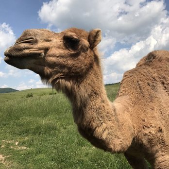 Fort Chiswell Animal Park - Humphrey the camel - Zoos Near Me - Max Meadows, Virginia Fort Chiswell Animal Park - Humphrey the camel - Zoos Near Me - Max Meadows, Virginia