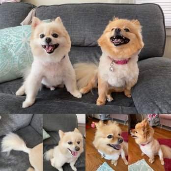 In the Doghouse - This is the awkward cut they did. Ignore the smiles- they are just cute/happy pups, no matter how bad their haircuts are. - Pet Groomers Near Me - Wall Township, New Jersey In the Doghouse - This is the awkward cut they did. Ignore the smiles- they are just cute/happy pups, no matter how bad their haircuts are. - Pet Groomers Near Me - Wall Township, New Jersey