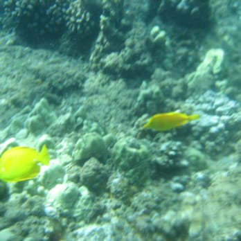 Black Rock Beach - Yellow Tangs everywhere! - Beaches Near Me - Lahaina, Hawaii Black Rock Beach - Yellow Tangs everywhere! - Beaches Near Me - Lahaina, Hawaii