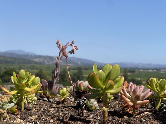 J. Rickards Winery by null