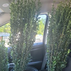 Tractor Supply - Sky Holly $19.99