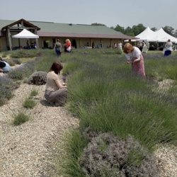 White Diamond Lavender Farms - Pick your own lavender
