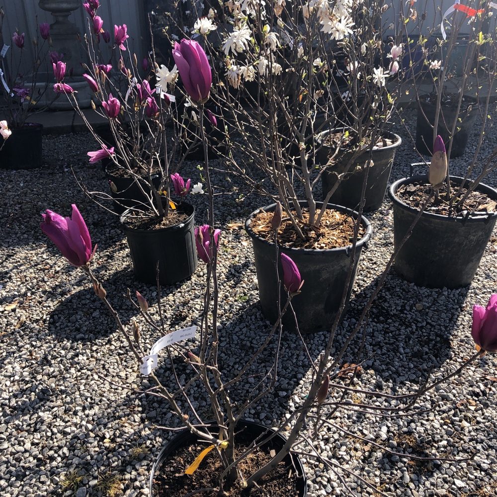 Sharum's Garden Center - Flowering Tree time. - Landscape Architects or Designers Near Me - Springdale, Arkansas Sharum's Garden Center - Flowering Tree time. - Landscape Architects or Designers Near Me - Springdale, Arkansas