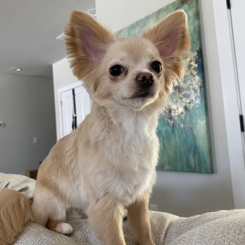 FurPets Grooming - Talia after grooming. Still has her "flurf"...only groomed like she should be. - Pet Groomers Near Me