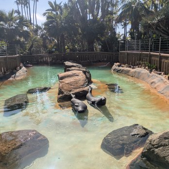 Bahia Resort Hotel - Seals soaking up that CA Sun - San Diego, CA