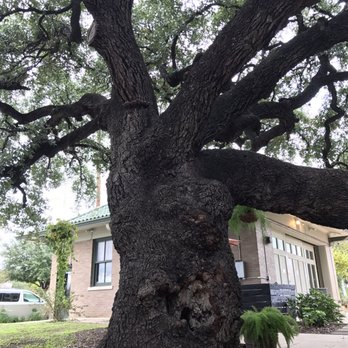 PRESS Coffee - The ancient tree we sat under to enjoy our coffee. - Coffee & Tea Near Me - San Antonio, Texas PRESS Coffee - The ancient tree we sat under to enjoy our coffee. - Coffee & Tea Near Me - San Antonio, Texas