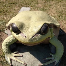 Frog Frog