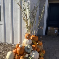 Summerlin Pumpkin Pros