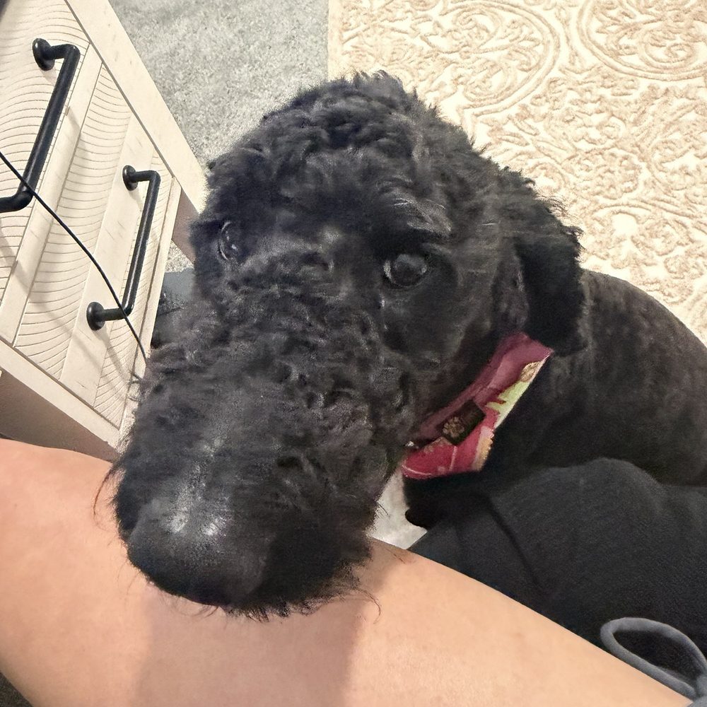 Furry Beginnings - Pet Groomers Near Me - Gilbert, Arizona