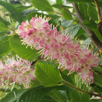 Kathys Corner - Nurseries & Gardening Near Me - Vashon, Washington