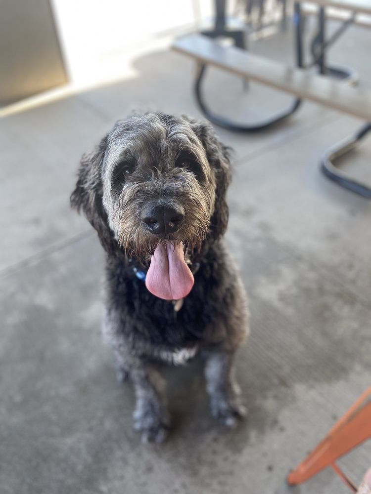 The Hounds & Tap - pet boarding facility in Menomonee Falls, WI