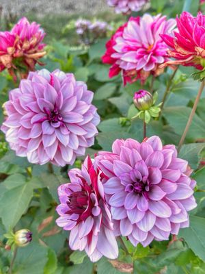 Ropes Mansion and Garden by null