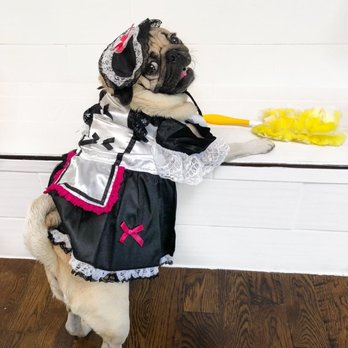 Hop To It Maids - We love our furry Friends, - Office Cleaning Near Me Hop To It Maids - We love our furry Friends, - Office Cleaning Near Me