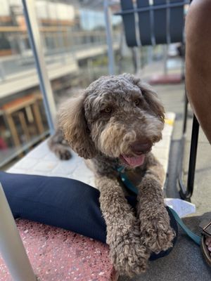 Bamboo Sushi by null