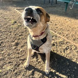 Westminster Dog Park