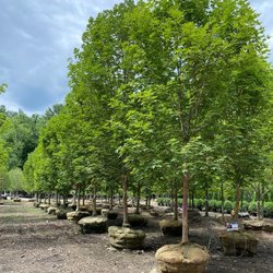 Shade Tree are Landscape sized and locally grown. Find them at Hopkinton Stone and Garden