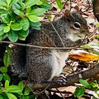 Plaza De Ferdinand - Little "Pâte à choux" the squirrel likes chips :)' - Parks Near Me - Pensacola, Florida Plaza De Ferdinand - Little "Pâte à choux" the squirrel likes chips :)' - Parks Near Me - Pensacola, Florida