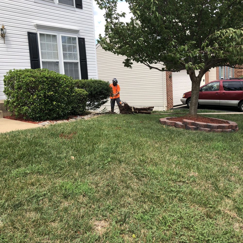 More great work carefully removing pine tree stump. More great work carefully removing pine tree stump.
