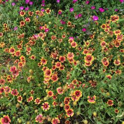 Herb'n Health - Firewheel