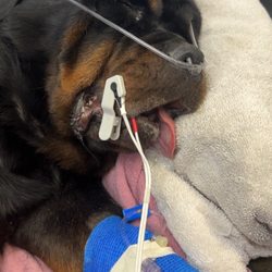 VCA Canada Calgary North Animal Hospital - My dog Rhea