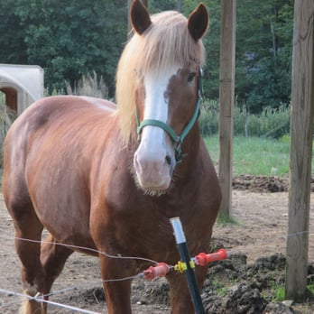 Dead Broke Farm - Fabio.  Never saw him taken out of his pen once.  He likes to greet people as they come in.  Big baby. - Horseback Riding Near Me - Raleigh, North Carolina