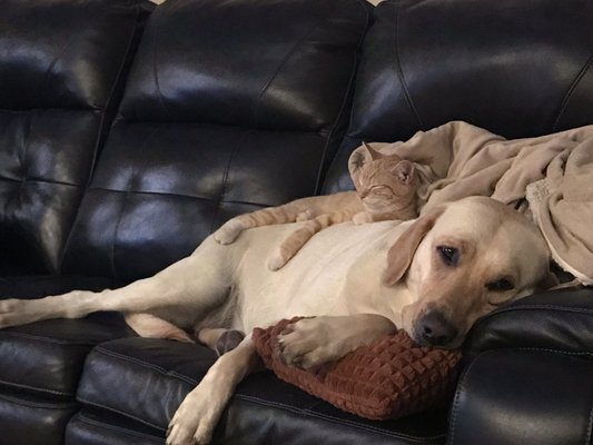 Columbia River Animal Hospital 2025