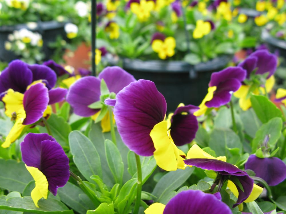 PLANTS GALORE Updated April 2024 Hamlet Hill, Roydon, Essex, United Kingdom Nurseries PLANTS GALORE Updated April 2024 Hamlet Hill, Roydon, Essex, United Kingdom Nurseries