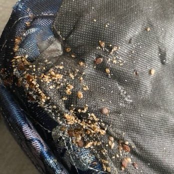 The Bug Masters - Bed Bugs not only pose a visual and sanitary risk, they also can cause major health issues such allergic reactions and skin infections! - Pest Control Near Me The Bug Masters - Bed Bugs not only pose a visual and sanitary risk, they also can cause major health issues such allergic reactions and skin infections! - Pest Control Near Me