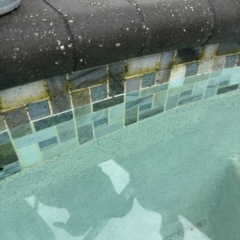 Palms Pool Services,LLC - Tiles were grossly neglected, even though the contract stated they were to be scrubbed weekly. - Pool Cleaners Near Me - Jupiter, Florida Palms Pool Services,LLC - Tiles were grossly neglected, even though the contract stated they were to be scrubbed weekly. - Pool Cleaners Near Me - Jupiter, Florida