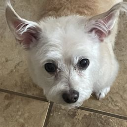 My furrbaby got her grooming today. My furrbaby got her grooming today.