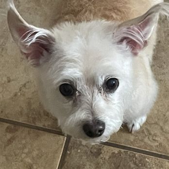 Furry Land Reno - My furrbaby got her grooming today. - Pet Groomers Near Me Furry Land Reno - My furrbaby got her grooming today. - Pet Groomers Near Me