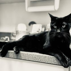 Big Creek Pet Hospital - My buddy Raider relaxing in the examination room