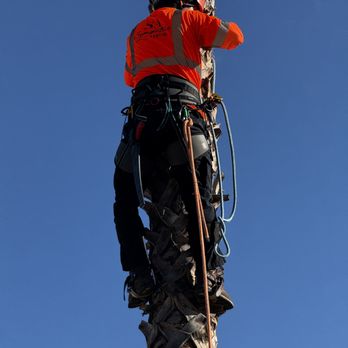 Symmetric Arbor - Climbing palm trees. - Tree Services Near Me Symmetric Arbor - Climbing palm trees. - Tree Services Near Me