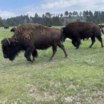 Custer State Park - Parks Near Me - Custer, South Dakota Custer State Park - Parks Near Me - Custer, South Dakota