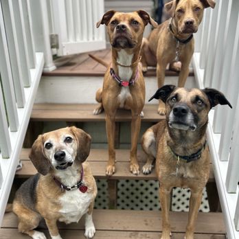 Lucky Leashes - Dog Walkers Near Me