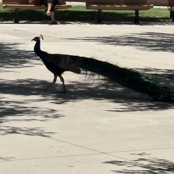 Reid Park Zoo - Zoos Near Me - Tucson, Arizona