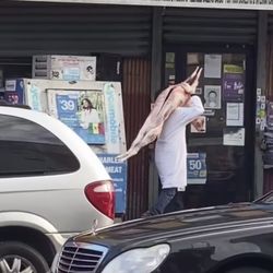 New Harlem Halal Meat