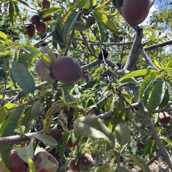 Zeller’s Farms - Peaches - Fruits & Veggies Near Me - Lompoc, California Zeller’s Farms - Peaches - Fruits & Veggies Near Me - Lompoc, California