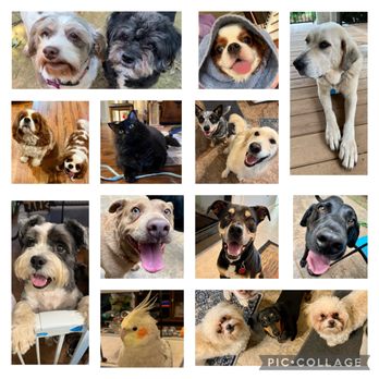 Lynn's Compassionate Pet Care - Satisfied customers - Pet Sitting Near Me Lynn's Compassionate Pet Care - Satisfied customers - Pet Sitting Near Me