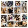 Photo of Lynn's Compassionate Pet Care