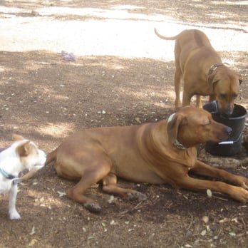 A to Z Dog Ranch - Pet Groomers Near Me - Spicewood, Texas