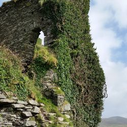 Ballycarbery Castle - Where the bees were hanging out