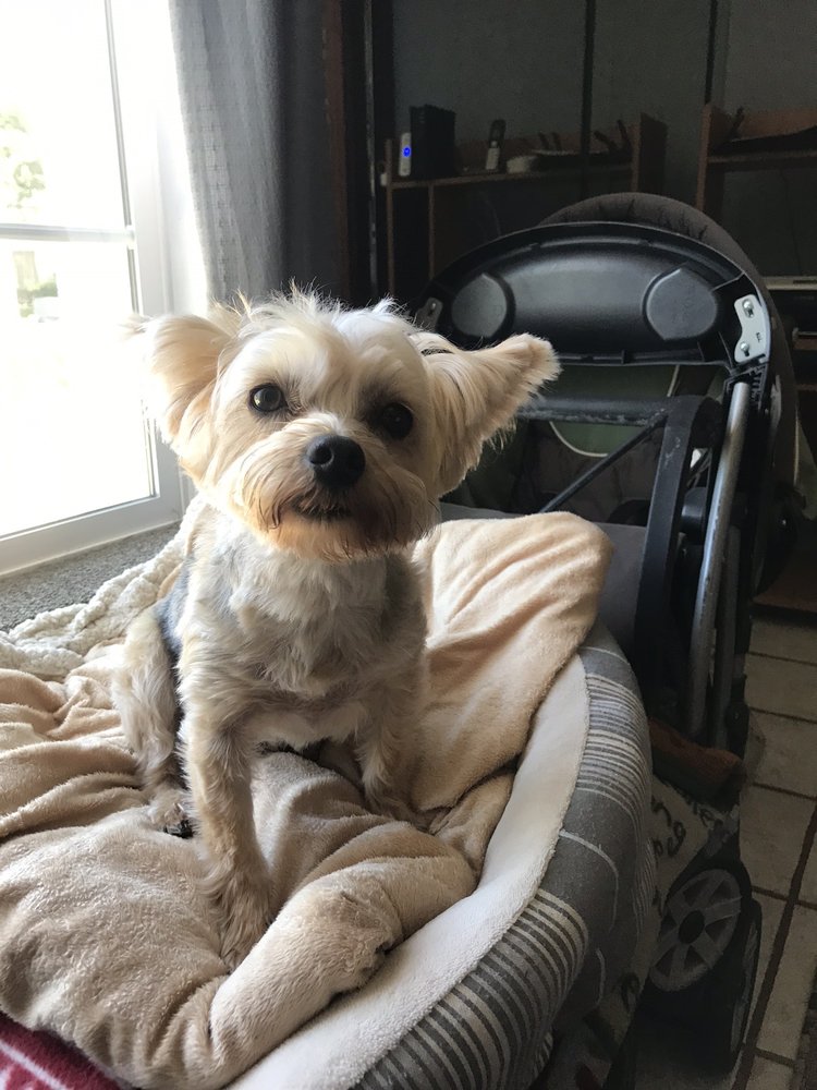 CRITTER CLEANERS Updated September 2024 33 Photos & 73 Reviews