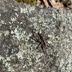 Doublet Hill Conservation Area - spider