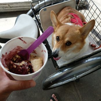 Acai Jungle Cafe - The Corgi approved! - Sandwiches Near Me - Burbank, California