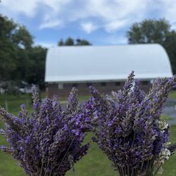 The Lavender Barnyard